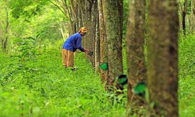 Harga Getah Karet Petani Naik Rp 10 Ribu Per Kilogram Dari Bulan Sebelumnya