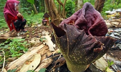 Bunga Bangkai Jenis Amorphophallus Paeoniifolius Mekar di Kebun Milik Warga di Serang