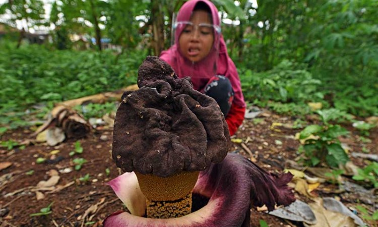 Bunga Bangkai Jenis Amorphophallus Paeoniifolius Mekar di Kebun Milik Warga di Serang