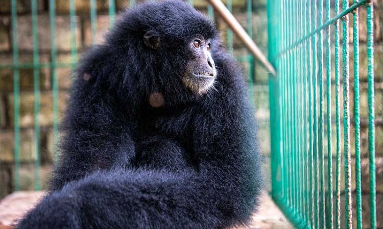 BKSDA Provinsi Sumatera Selatan Akan Melepaskan Liarkan Enam Ekor Siamang Sumatera 