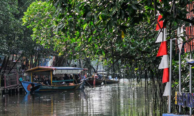 Hutan Mangrove Sungai Jingkem di Bekasi Menjadi Destinasi Wisata Baru