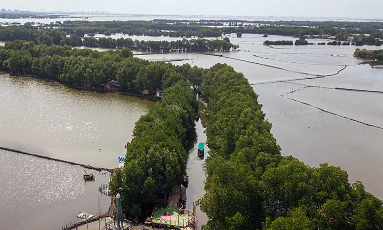 Hutan Mangrove Sungai Jingkem di Bekasi Menjadi Destinasi Wisata Baru