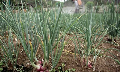 Petani Bawang di Sulawesi Selatan Menyemprotkan Fungisida Untuk Antisipasi Penyakit Tanaman