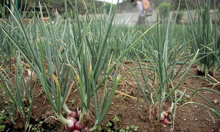 Petani Bawang di Sulawesi Selatan Menyemprotkan Fungisida Untuk Antisipasi Penyakit Tanaman