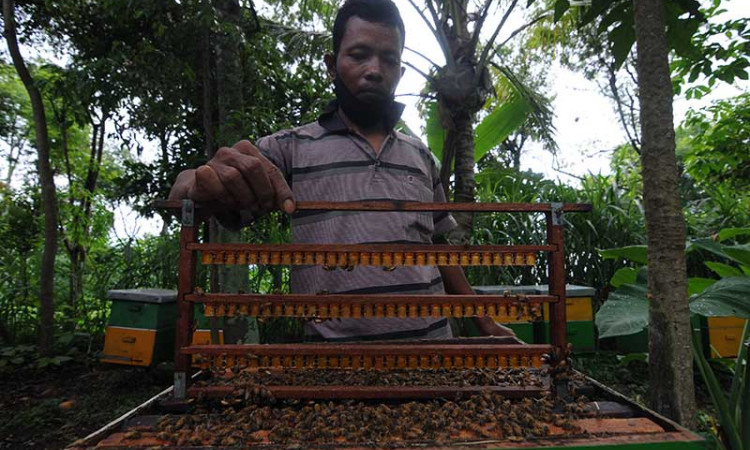Peternak Lebah Melifera di Jawa Tengah Mejual Madunya Dengan Harga Rp1 Juta Per Kilogram