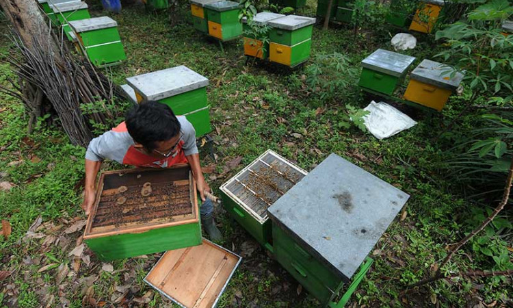 Peternak Lebah Melifera di Jawa Tengah Mejual Madunya Dengan Harga Rp1 Juta Per Kilogram
