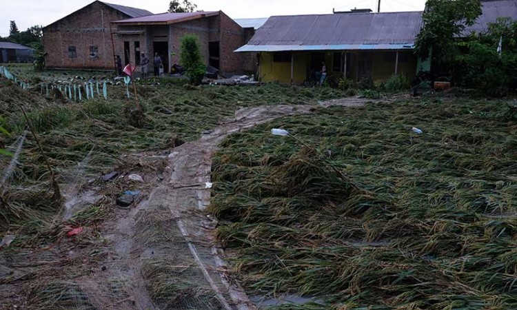 Banjir Rusak Areal Taman Pertanian di Sumatera Selatan