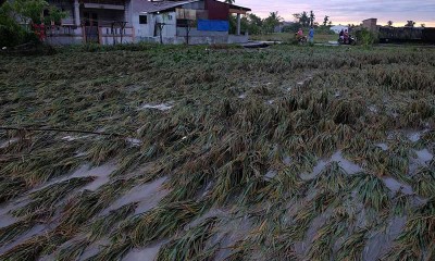 Banjir Rusak Areal Taman Pertanian di Sumatera Selatan