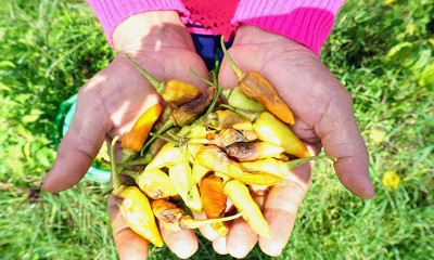 Petani Cabe di Blitar Terpaksa Panen Dini