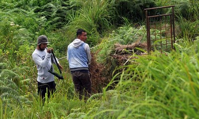 BKSDA Sumbar Memburu Tiga Harimau Sumtera Yang Masuk Ke Pemukiman Warga di Sumatera Barat