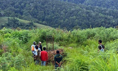 BKSDA Sumbar Memburu Tiga Harimau Sumtera Yang Masuk Ke Pemukiman Warga di Sumatera Barat