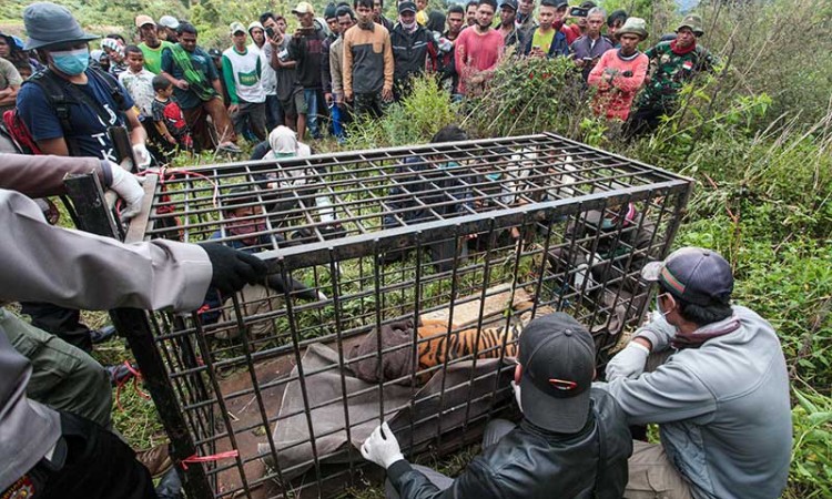 BKSDA Sumbar Berhasil Menangkap Harimau Sumatra Yang Masuk ke Permukiman Penduduk