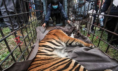 BKSDA Sumbar Berhasil Menangkap Harimau Sumatra Yang Masuk ke Permukiman Penduduk