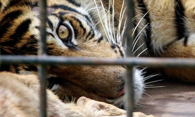 BKSDA Sumbar Berhasil Menangkap Harimau Sumatra Yang Masuk ke Permukiman Penduduk