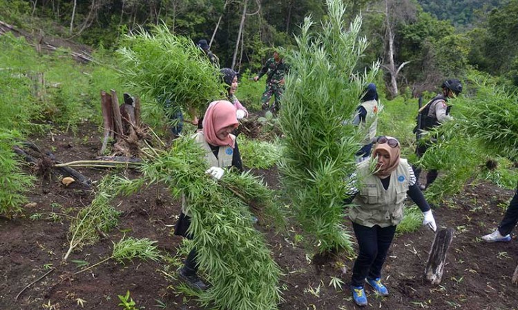 BNNP Aceh Bersama TNI dan Polri Musnahkan Ladang Ganja di Aceh Seluas 3,5 Hektare