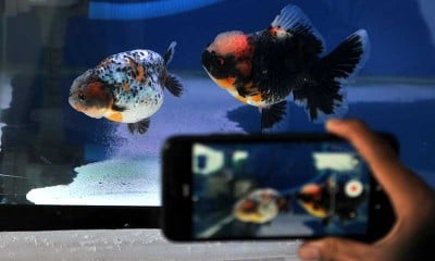 Pameran Ikan Mas Koki di Denpasar Bali