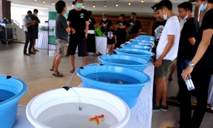 Pameran Ikan Mas Koki di Denpasar Bali