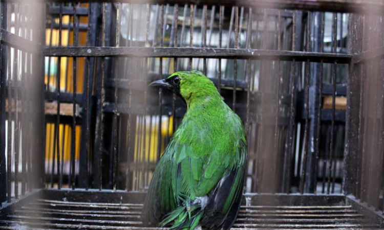 Balai Besar Karantina Pertanian Surabaya Berhasil Gagalkan Penyeludpan 259 Ekor Burung