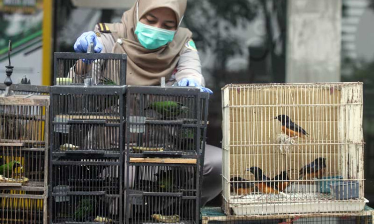 Balai Besar Karantina Pertanian Surabaya Berhasil Gagalkan Penyeludpan 259 Ekor Burung