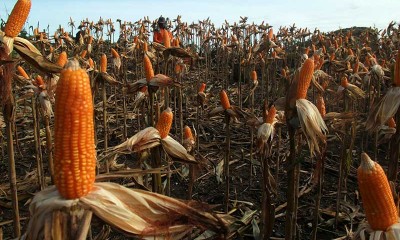 Harga Jagung di Sulawesi Barat Naik