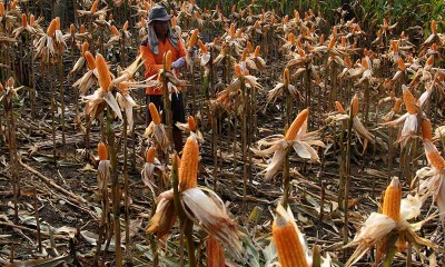 Harga Jagung di Sulawesi Barat Naik