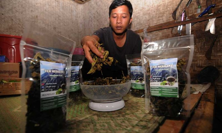 Pembuatan Bahan Minuman Teh Secara Tradisional di Kaki Gunung Merbabu
