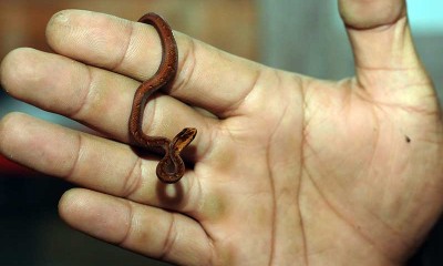 Budi Daya Ular di Boyolali Jawa Tengah