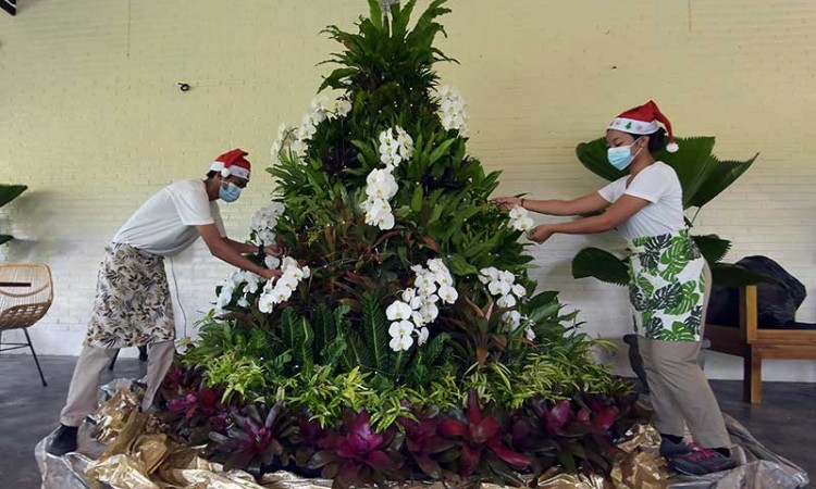 Pembuatan Pohon Natal Dari Tanaman Hias di Bali