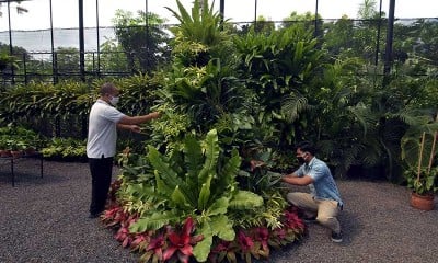 Pembuatan Pohon Natal Dari Tanaman Hias di Bali