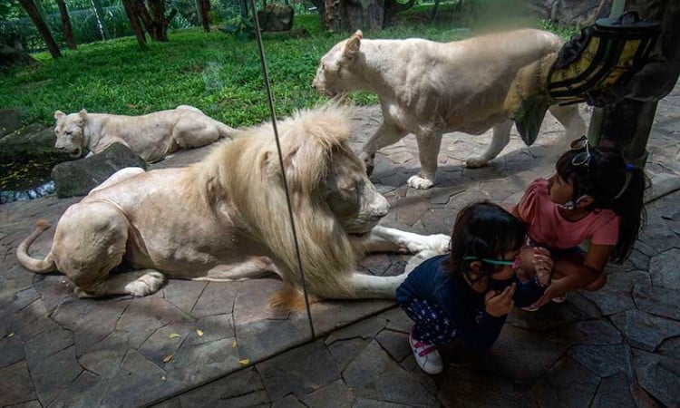 Fauna Land di Ancol Ramai Dikunjungi Wisawatan Saat Liburan Sekolah