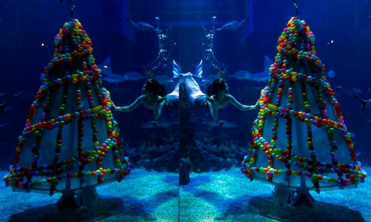 Sambut Natal, Jakarta Aquarium Gelar Pertunjukan Bawah Air