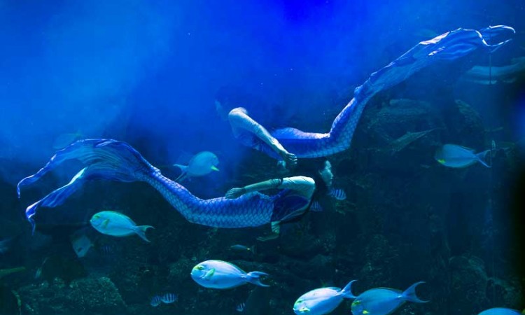 Sambut Natal, Jakarta Aquarium Gelar Pertunjukan Bawah Air