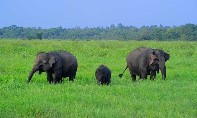 Taman Nasional Way Kambas Sejak Tahun 2010 Menjadi Rumah Sekitar 247 Ekor Gajah Liar