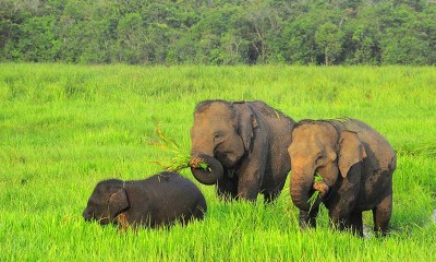 Taman Nasional Way Kambas Sejak Tahun 2010 Menjadi Rumah Sekitar 247 Ekor Gajah Liar