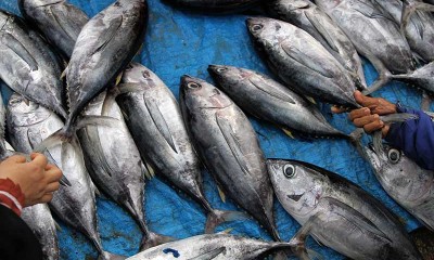 Nelayan Sulit Melaut, Harga Ikan Melambung Tinggi