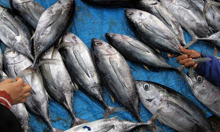 Nelayan Sulit Melaut, Harga Ikan Melambung Tinggi