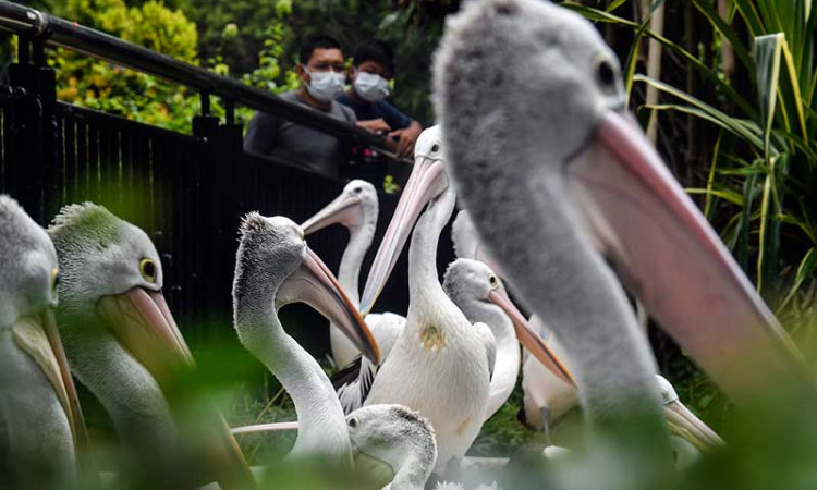 Kebun Binatang Ragunan Membatasi Pengunjung saat Libur Natal dan Tahun Baru