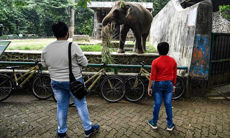 Kebun Binatang Ragunan Membatasi Pengunjung saat Libur Natal dan Tahun Baru