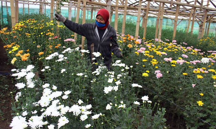 Petani Bunga Hanya Berani Menaman Bibit Sebanyak 50 Persen Dari Biasaya Akibat Pandemi