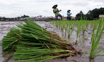 Petani di Sulawesi Selatan Mulai Menanam Padi