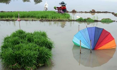 Petani di Sulawesi Selatan Mulai Menanam Padi