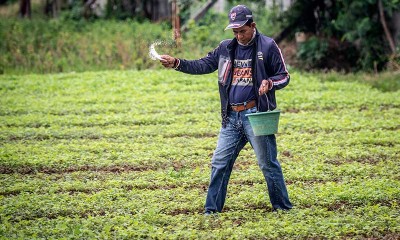 Lahan Pertanian di DKI Jakarta Menyempit