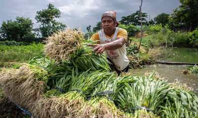 Lahan Pertanian di DKI Jakarta Menyempit