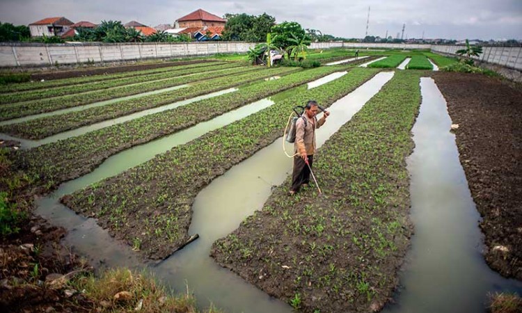 Lahan Pertanian di DKI Jakarta Menyempit