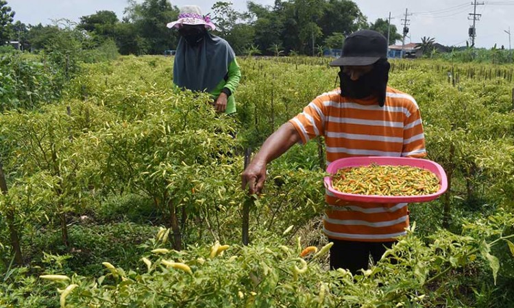 Petani Memanen Cabai Rawit di Lahan Tidur Milik Pemkot Madiun