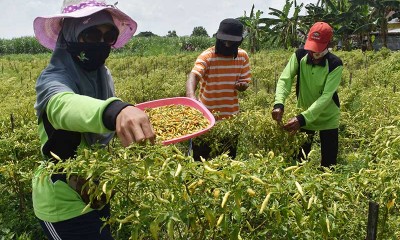 Petani Memanen Cabai Rawit di Lahan Tidur Milik Pemkot Madiun