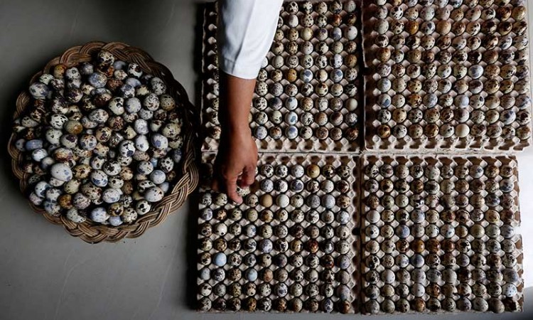 Produksi Telur Puyuh di Indonesia Mencapai 10 Juta Butir Per Hari
