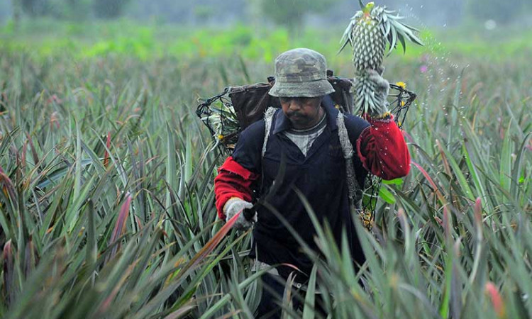 Harga Nanas di Tingkat Petani Anjlok Akibat Musim Hujan