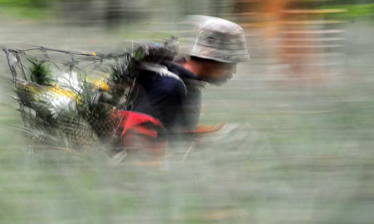 Harga Nanas di Tingkat Petani Anjlok Akibat Musim Hujan