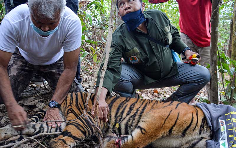 Seekor Anak Harimau Sumatra Terkena Jerat di Aceh
